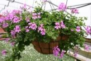 00 Bl Impatiens Ivy Geranium Flowers all season - easy care - Colors: White, Pink, Red, Orange Green