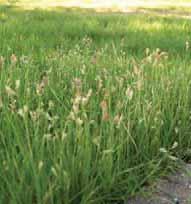 - Grasses 4-26 Cereal Rye