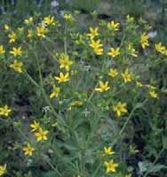 Salvia farinacea Turk s