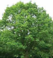 Trees 4-26 Bur Oak