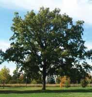 Shumard Oak Quercus