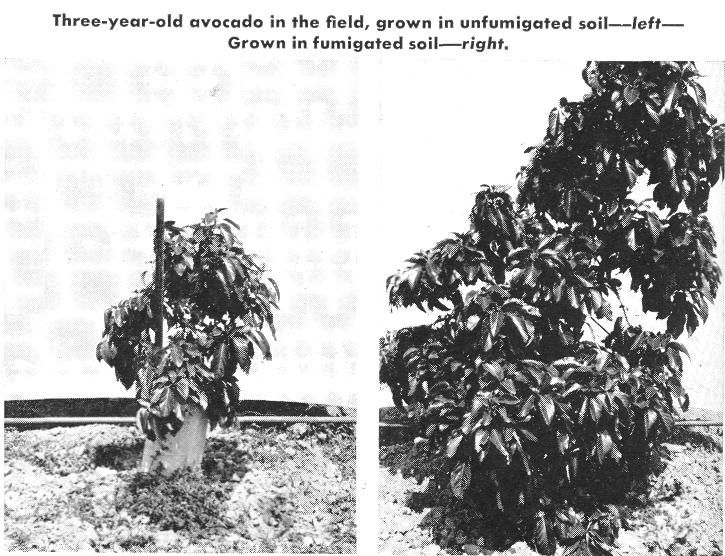 scarce, and the trees appeared more susceptible to frost injury. A test of preplanting soil fumigation was made on root-lesion nematode infested land that had previously grown walnuts for 25 years.