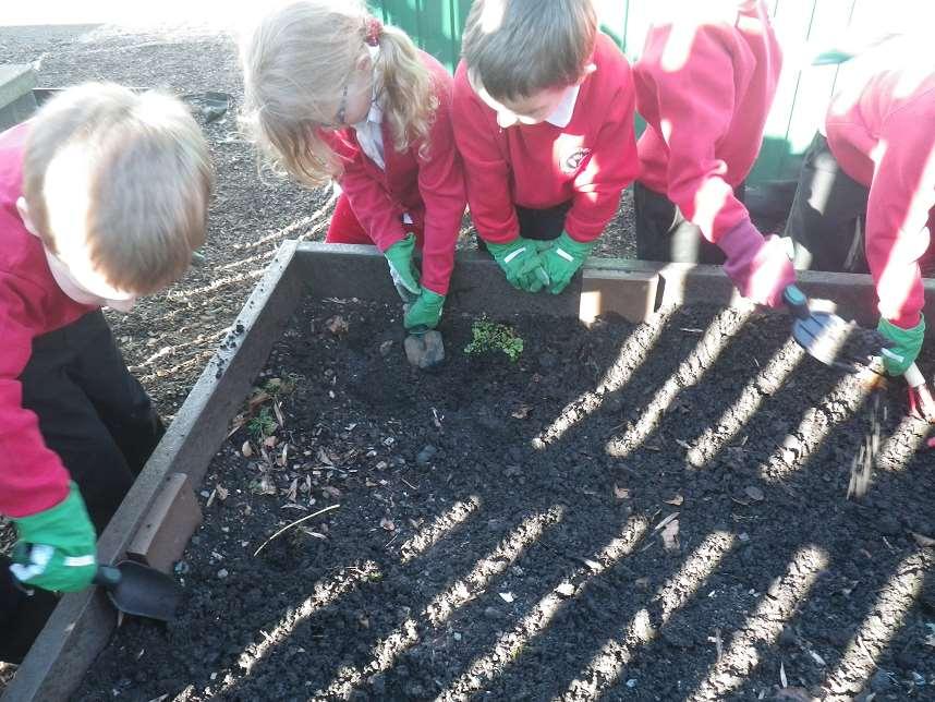 Primary One preparing the ground to plant wild flower seeds