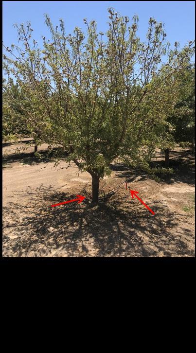 under low water stress, but may be more susceptible to disease. Maintenance of almonds at - 10- - 14 bar (mild stress) from mid-june through hull split, minimizes risk of disease (ie.