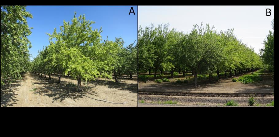 Two scenarios present themselves regularly during summer farm calls: a) terminal tree chlorosis, and b) within row tree chlorosis (Figures 1 and 2). Terminal Tree Chlorosis.