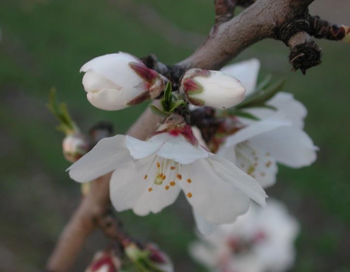 Almond flower development: Floral initiation and organogenesis. Journal of the American Society for Horticultural Science. 126: 689-696. Lampinen, B.D., Tombesi, S., Metcalf, S.G., DeJong, T.M. 2011.
