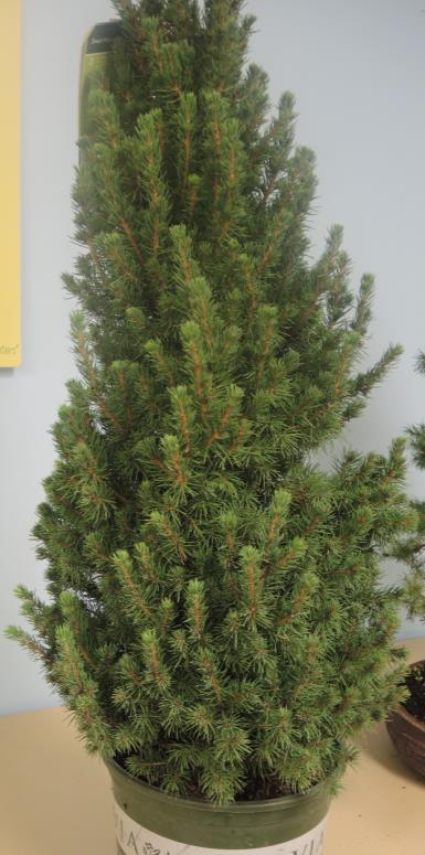 Bonsai Tip from your Editor: Save Yourself YEARS of development time Start with Good Material At our last (September) meeting, we used Dwarf Alberta Spruce (Picea glauca conica ) as workshop trees