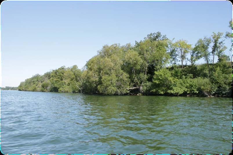 The four classifications of shoreline conditions used to describe Pickerel Lake s shoreline are as follows; Undisturbed Shoreline and Upland (shown below) No alterations