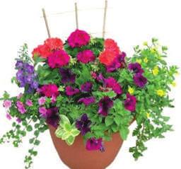 blooming annual fillers, Petunias, and more!