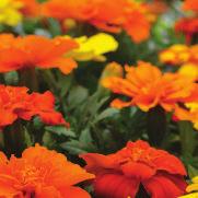 PREMIUM PLANTS IN EACH PACK SOLD IN FULL FLATS ONLY Annual Bedding