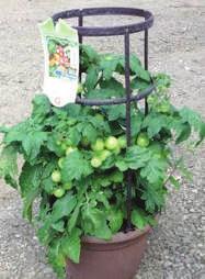 *Tomatoes and peppers will perform best if planted in the ground.