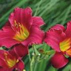 H 15-20 W 10-15 Daylily, Ruby Stella P2769 /Part Zone 4 Features 3 ruby red flowers.