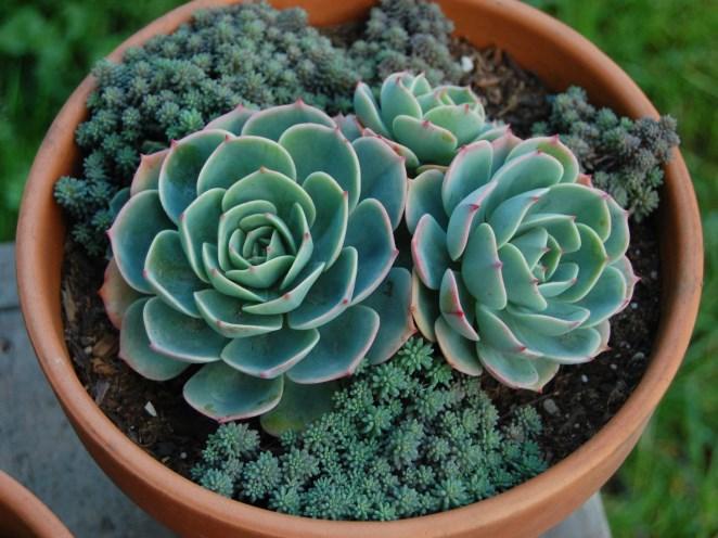 Succulents Echeveria Easy care and available in assorted