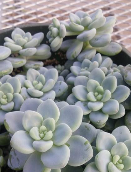 Sedum sexangulare Prefers warm, dry conditions with at least