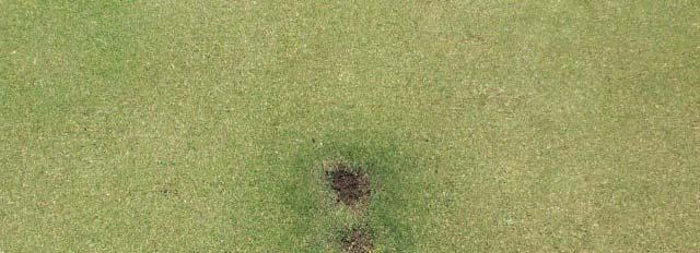 Humus Working with Mycorrhizae on Golf Courses This series of photos show a spot on a