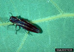 Generally, weakened trees are attacked so we advise them to keep up the plant Sooty mold that developed on honeydew produced by beech blight aphids Photo: Jim Young, APHIS Twolined chestnut borer