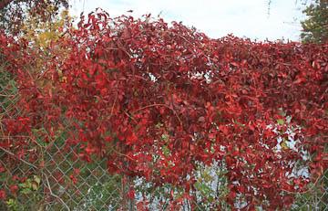 Virginia creeper fall foliage Photos: Ginny Rosenkranz, UME leaves that turn red and pink in the fall. The sap of the berries can also cause skin irritation with some people.