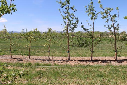 Apple size controlling and replant tolerant rootstocks trial B.9 B.