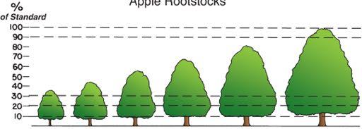 Apple Size Controlling Rootstocks 15-30% size of seedling Mark B.9 M.27 P.22 B.491 30-35% size of seedling M9 T337 G.11 G.41 G.16 G.213 B.10 40-50% size of seedling M9 Pajam2 G.935 G.222 G.202 G.