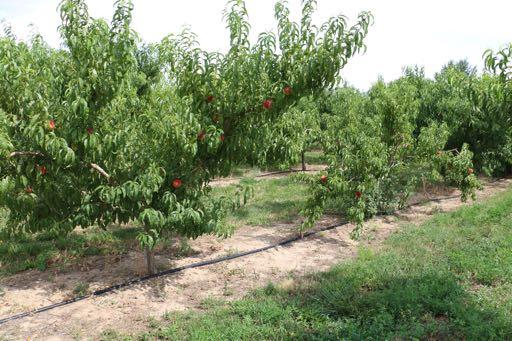 Peach size controlling and replant tolerant rootstocks trial Krymsk 1 Controller 5 8