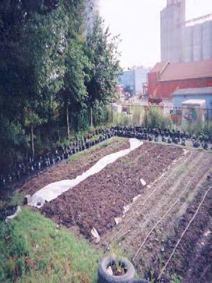 Traditional Row Crop