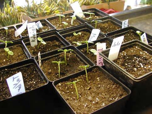 Growing Plants for your Garden Schedule to match your program and harvest time: Indoor seed