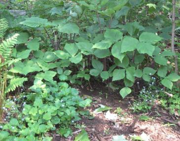 Recommended Species for Habitat Gardens in the Parry Sound Area Woodland Garden Plants Natural woodlands have deep, rich soil and are shady and dry during the summer months when there is a leaf