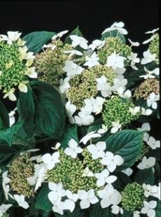 Hydrangea Hydrangea macrophylla Lanarth White 3-4 H 3-4 W Vigorous, rounded deciduous shrub.