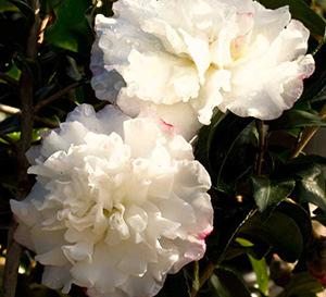Camellia October Magic Snow Camellia sasanqua October Magic Snow 6-8 H 4-6 W Compact mounded evergreen