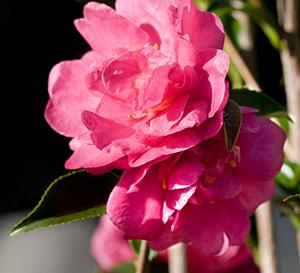 Camellia October Magic Rose Camellia sasanqua October Magic Rose 6-8 H 3-4 W Compact and upright