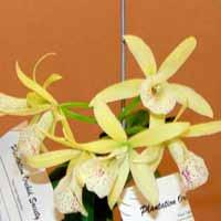 The show table is an outlet for members to share the great job they have done in growing and flowering their orchids;