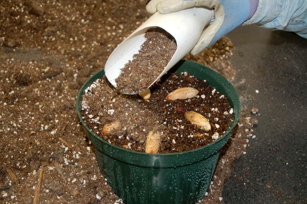 SOWING SEEDS Lightly dust seeds with soil. Carefully water the seeds once they are sown. dry seeds, look for seed pods to become brown and withered and ready to open to release the seeds.