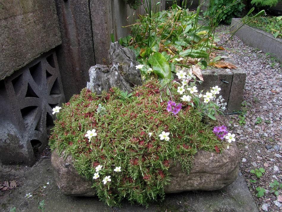 Having noticed how plants like to root into moss, I wondered if they would do the same with a