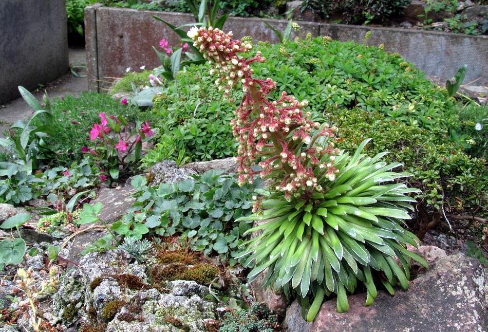 plant of Saxifaga longifolia flowering on the