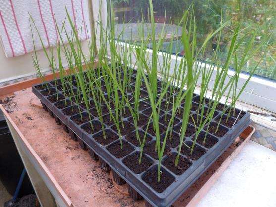 In a few days new top growth will appear. The leeks will spend the winter in a cold green house with the lights and doors open.