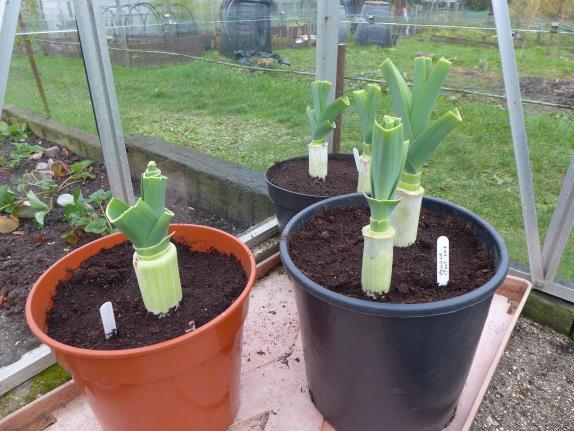 And of course as the new leeks are set away those started last year are now being harvested from the heads.