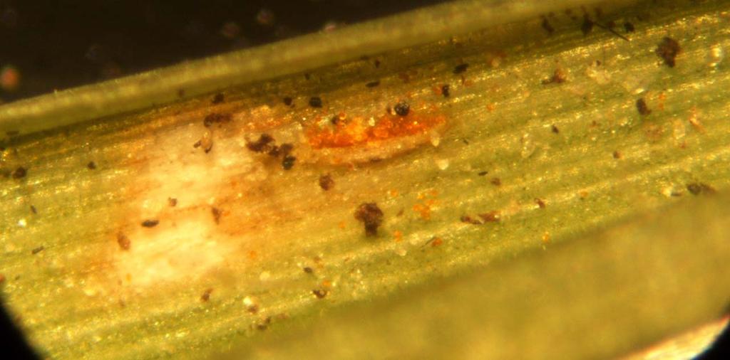 This pathogen infects eastern red cedars and other junipers for half of its life cycle.