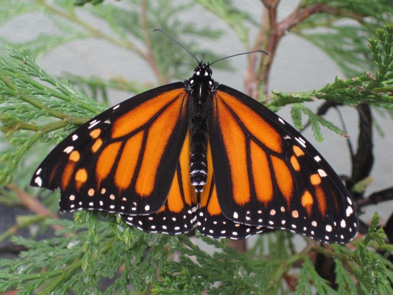 Telling the difference between MALE and FEMALE Monarchs!