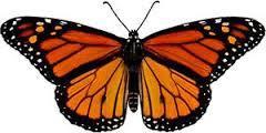 There are no black wing dots to be seen The male monarch butterfly has a black patch on each hind wing that