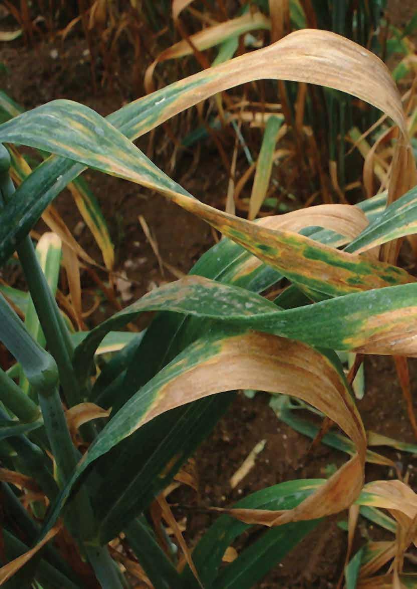 Don t get caught out by Septoria tritici this spring!