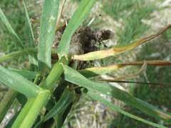 A disease that can reduce your wheat yields by 3-4 tonnes/ha if left unchecked.