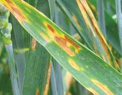 It just takes the adoption of a strong effective fungicide programme using robust rates applied at the right time.