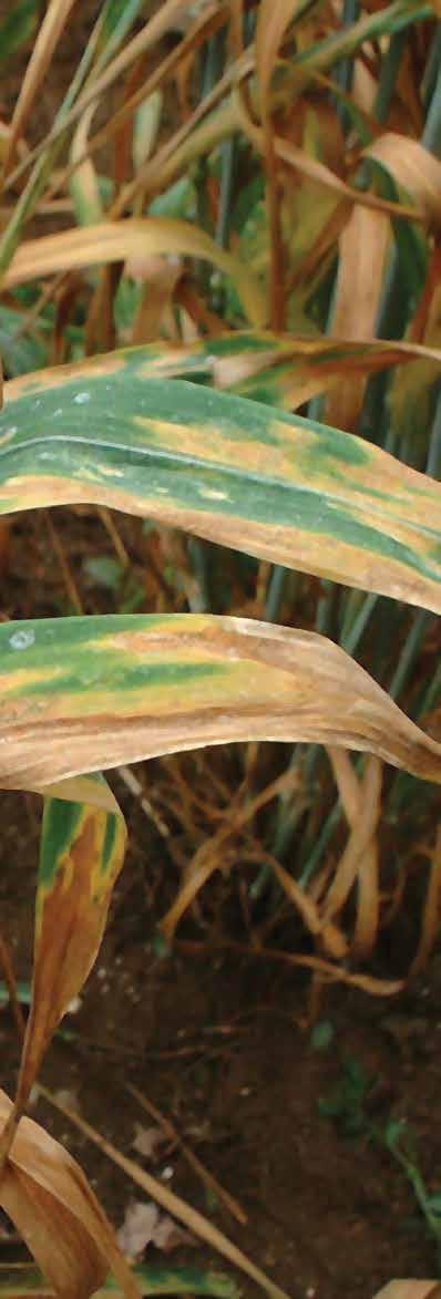 Septoria tritici the threat for 2013 Following the last two years when Septoria tritici (also referred to as speckled leaf blotch) has been a major problem in many wheat crops, advisors and farmers