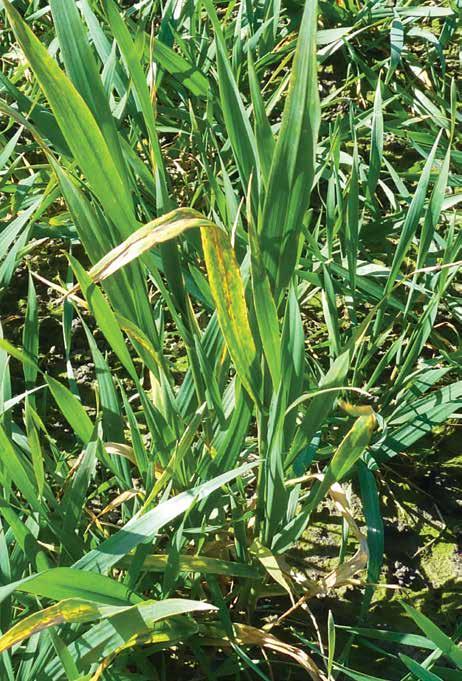 Not only are some seasons much worse than others (with 2011, and especially 2012, being bad years for the disease) but some paddocks will be more severely affected than others.