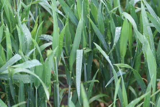 We spoke of the latent period earlier and one of the many challenges with Septoria is that the latent period can take a very long time to complete.