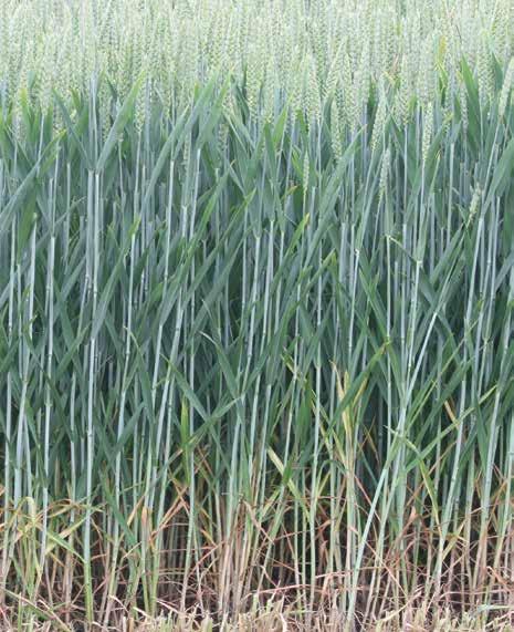 Certainly throughout the grain fill period until the crop starts to naturally senescence. This is achieved by applying effective fungicides as the flag leaf emerges and as soon as the ear is emerged.