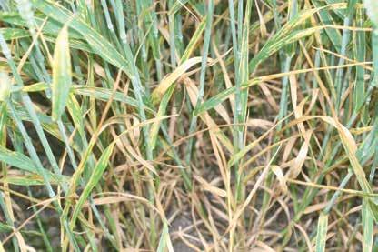 This is particularly useful when the second spray was applied before the flag leaf was fully emerged. Untreated crop showing Septoria tritici symptoms.