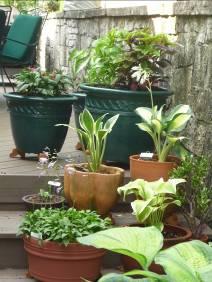 Pots of large hostas line the walkway from their deck to the sweeping beds in the side yard. A long wall retains the steep hill behind their home.