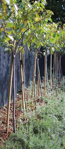 Do you need a shade tree, a formal standard, a low clipped hedge, or a climber to