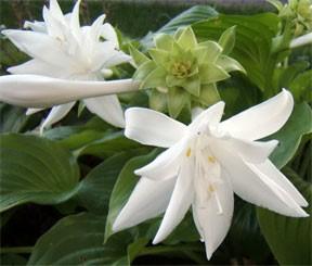 As we start to get the fever to shop catalogues and nurseries and fall in love with what we don t have even though we promise we are NOT buying another hosta!